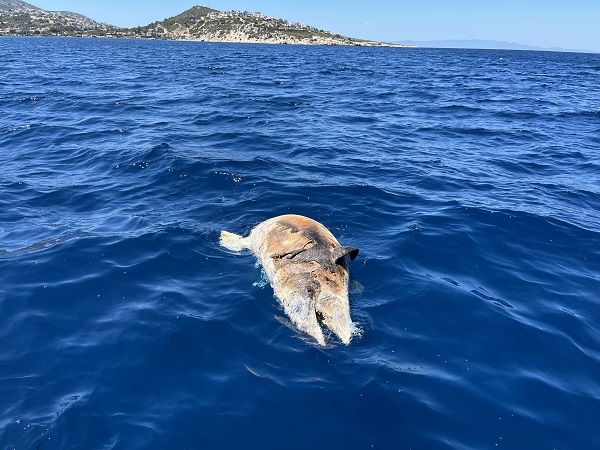 Foto - İzmir’de şaşırtan olay! Kuyruğuna taş bağlı halde bulundu