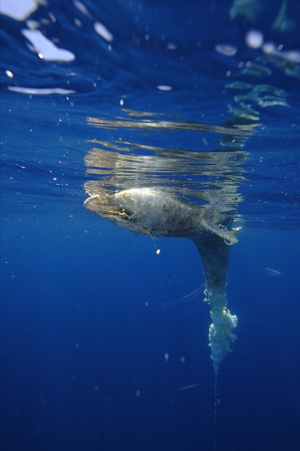 Foto - İzmir’de şaşırtan olay! Kuyruğuna taş bağlı halde bulundu
