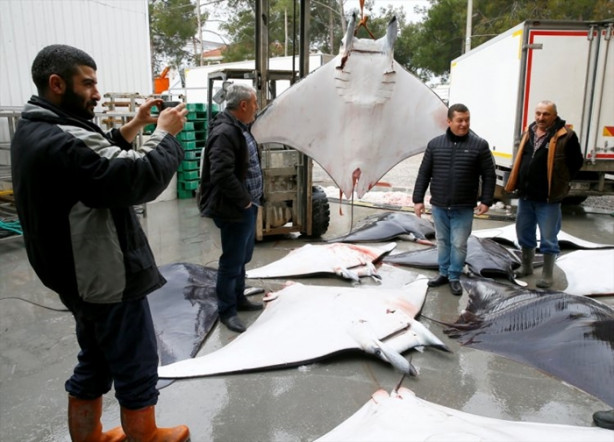 Foto - İzmir'de sürpriz! 30 vatoz avlandı