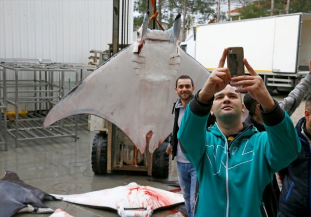 Foto - İzmir'de sürpriz! 30 vatoz avlandı