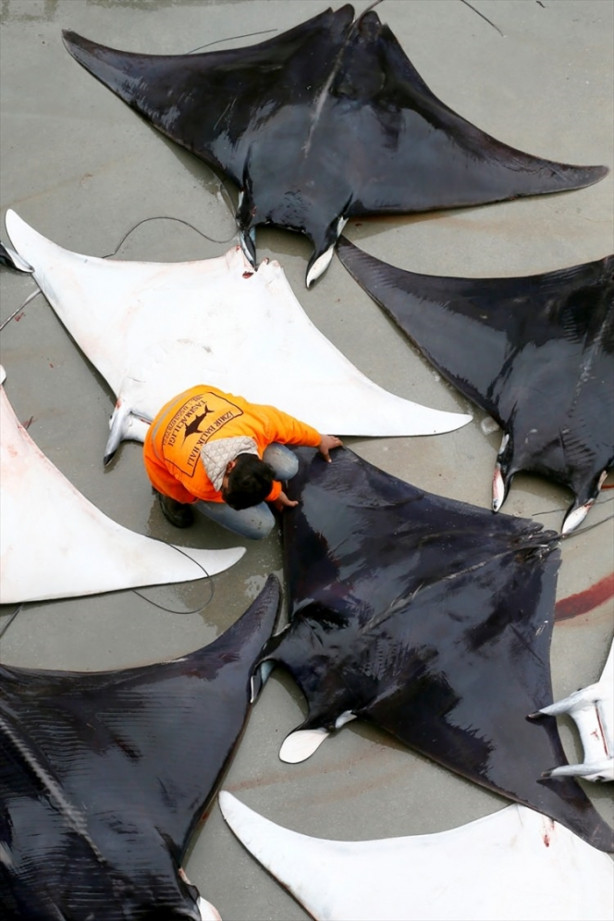 Foto - İzmir'de sürpriz! 30 vatoz avlandı