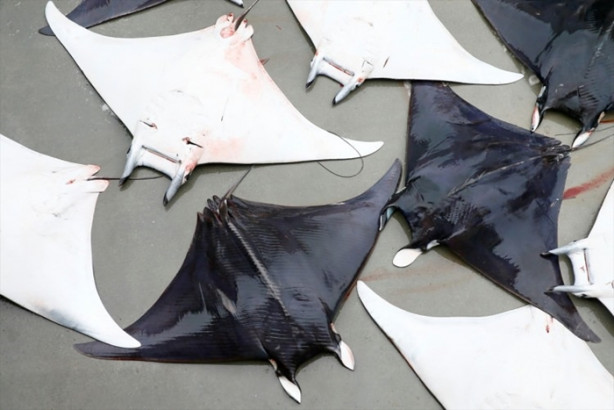 Foto - İzmir'de sürpriz! 30 vatoz avlandı