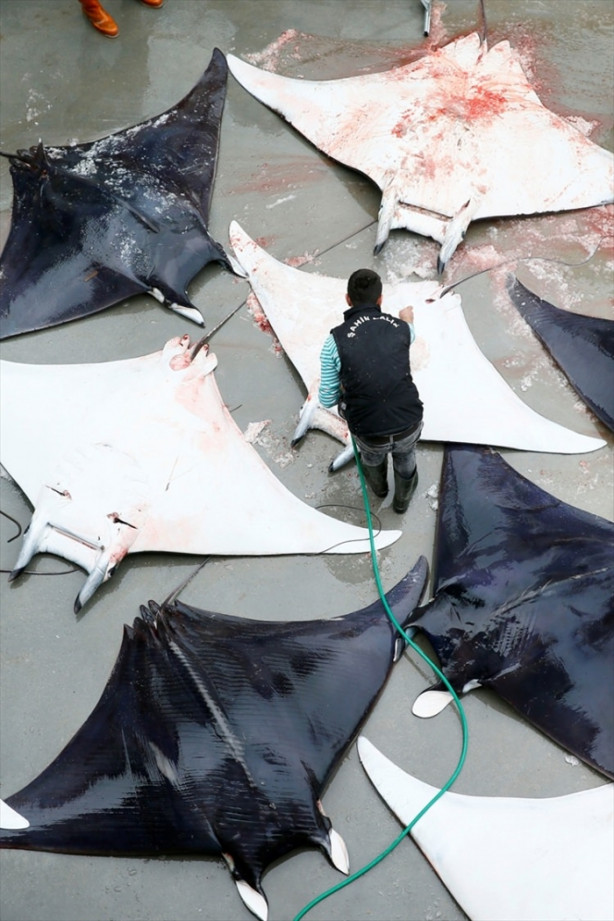 Foto - İzmir'de sürpriz! 30 vatoz avlandı