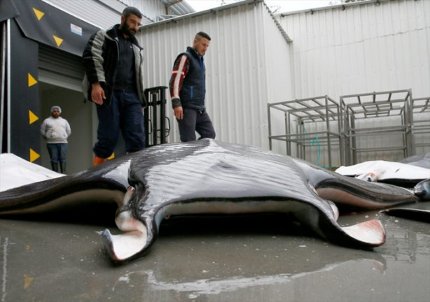 Foto - İzmir'de sürpriz! 30 vatoz avlandı