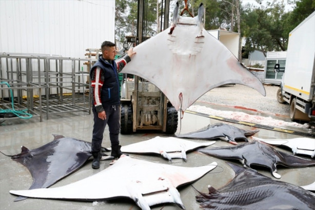 Foto - İzmir'de sürpriz! 30 vatoz avlandı