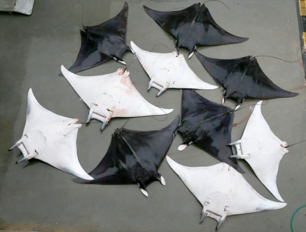 Foto - İzmir'de sürpriz! 30 vatoz avlandı