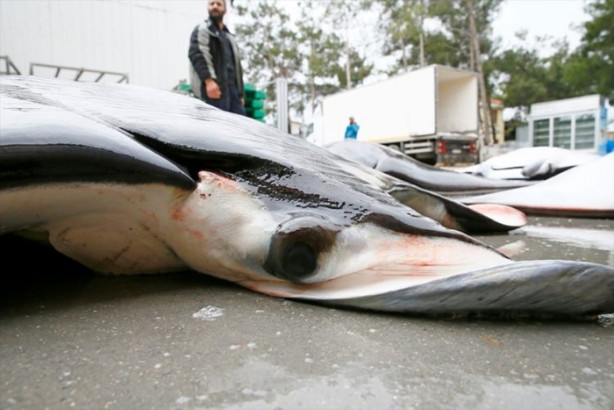 Foto - İzmir'de sürpriz! 30 vatoz avlandı