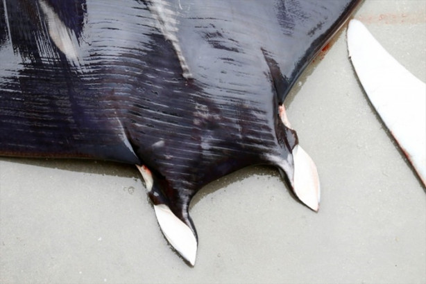 İzmir'de sürpriz! 30 vatoz avlandı