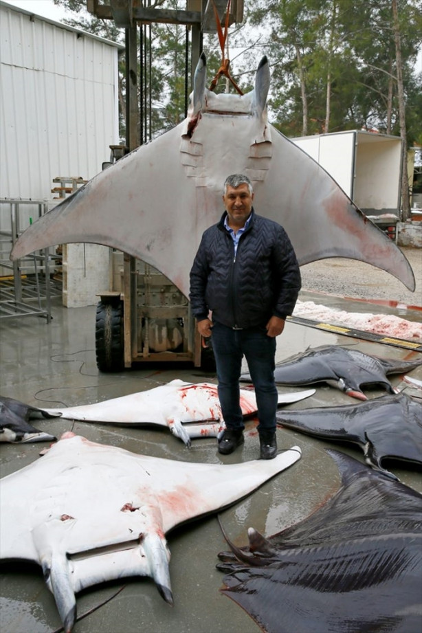 Foto - İzmir'de sürpriz! 30 vatoz avlandı