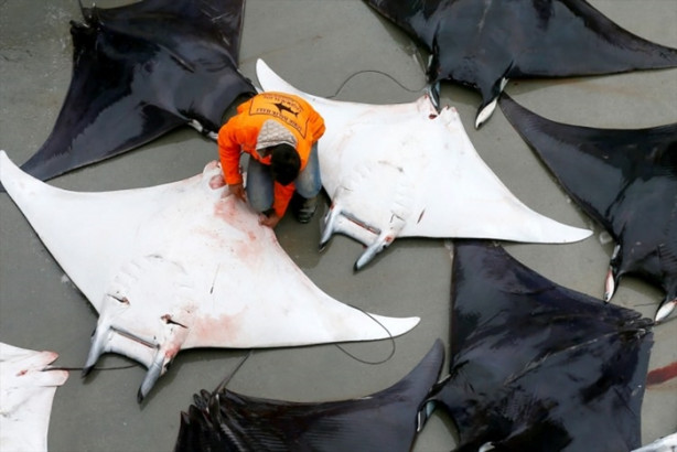 Foto - İzmir'de sürpriz! 30 vatoz avlandı