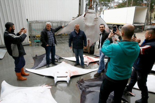Foto - İzmir'de sürpriz! 30 vatoz avlandı