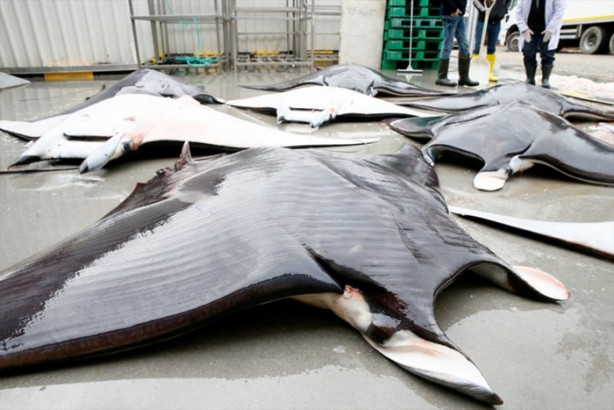 Foto - İzmir'de sürpriz! 30 vatoz avlandı