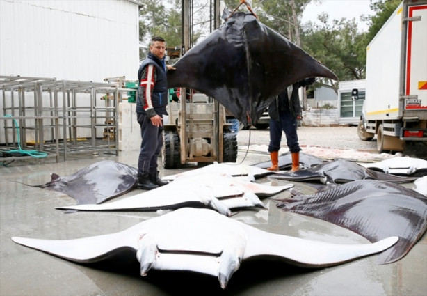 Foto - İzmir'de sürpriz! 30 vatoz avlandı