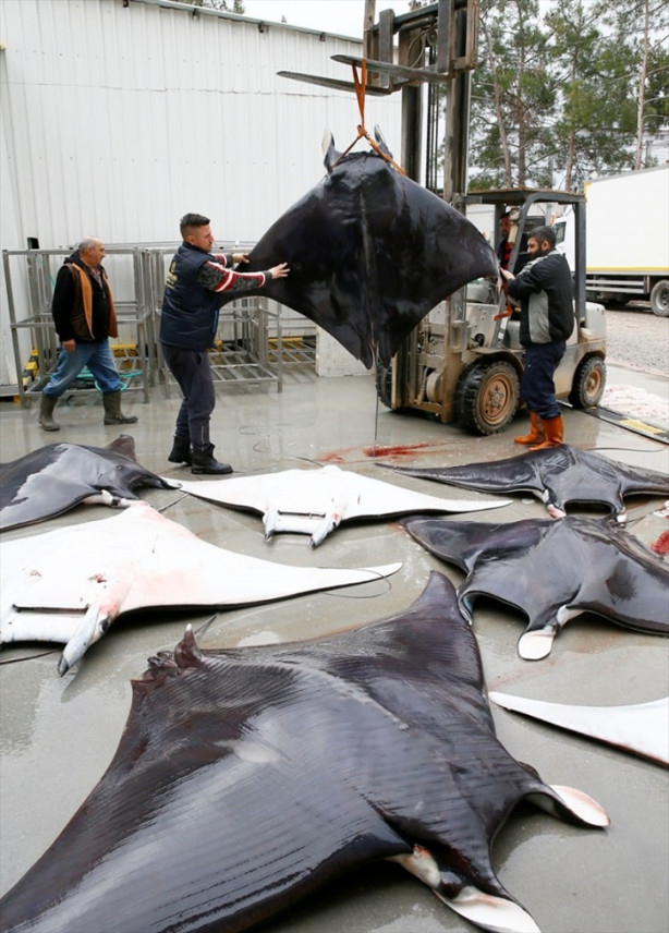 Foto - İzmir'de sürpriz! 30 vatoz avlandı