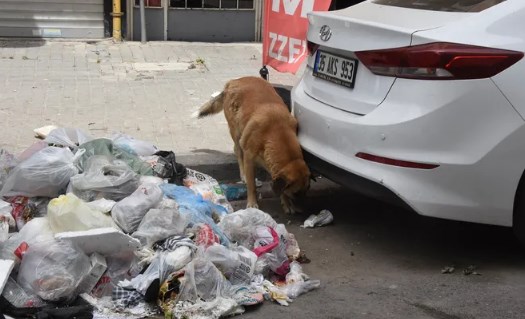 İzmir’de tiksindiren görüntüler! Vatandaş belediyeye isyan etti