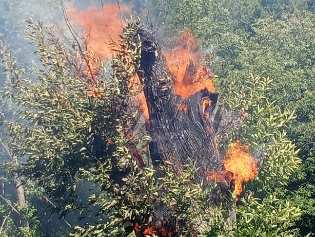 Foto - İzmir'deki yangın kontrol altına alındı