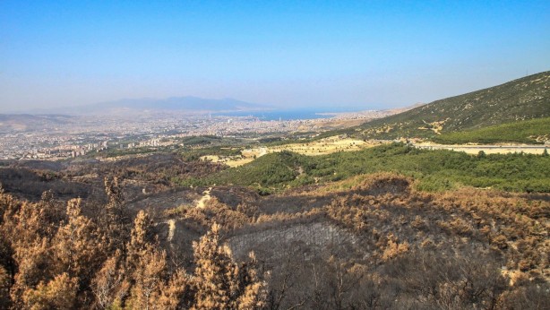 Foto - İzmir'in akciğerleri yangından sonra yeşerdi