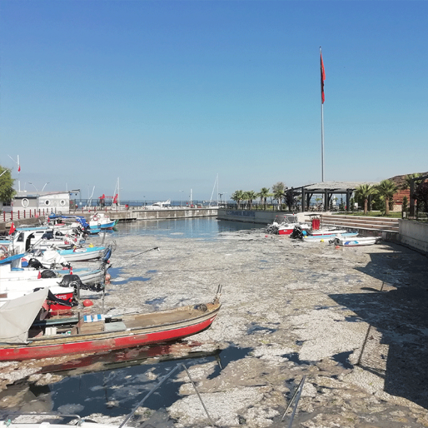 Foto - İzmit Körfezi'nde müsilaj felaketi sürüyor