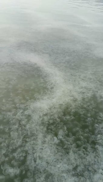 Foto - İzmit Körfezi'ndeki denizanaları tehlikeli mi?