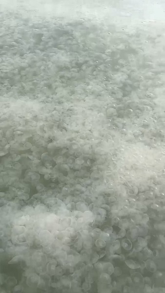 Foto - İzmit Körfezi'ndeki denizanaları tehlikeli mi?