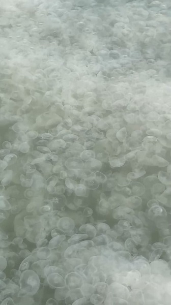 Foto - İzmit Körfezi'ndeki denizanaları tehlikeli mi?