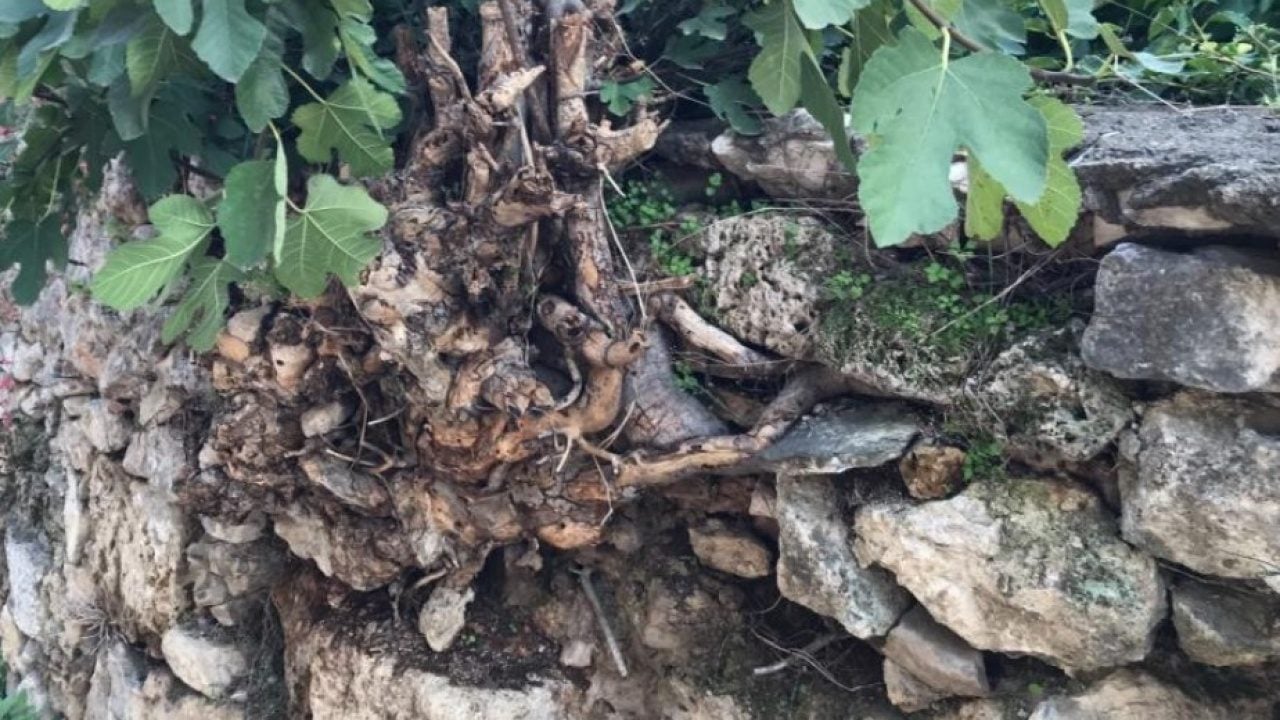 Foto - İznik’in 2 bin yıllık mirası göz göre göre yıkılıyor!