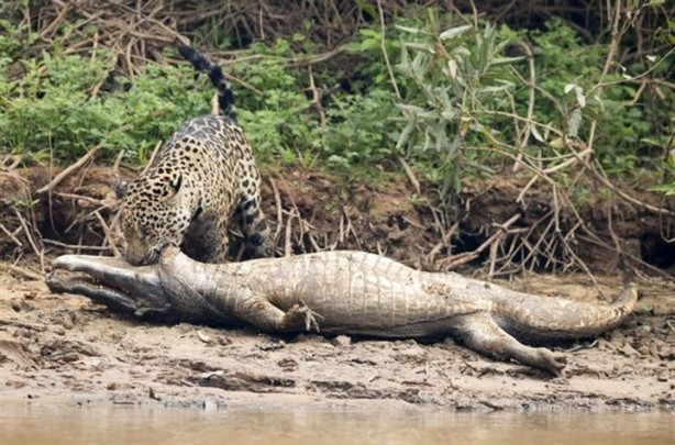 Foto - Jaguar timsahı böyle mideye indirdi!