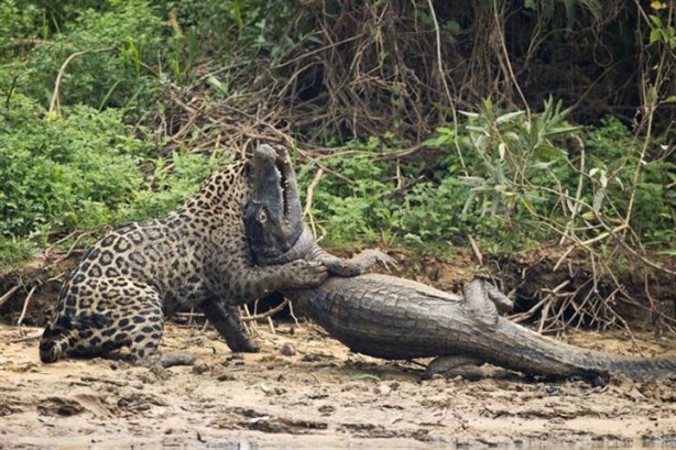Foto - Jaguar timsahı böyle mideye indirdi!