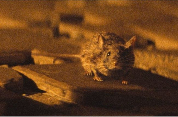 Foto - James Bond filminin sırrı ortaya çıktı!