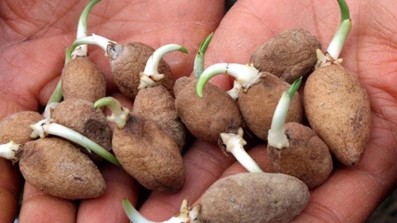 Jandarma ekipleri dikkatle koruyor! Bu bitkiyi izinsiz koparmanın cezası dudak uçuklattı