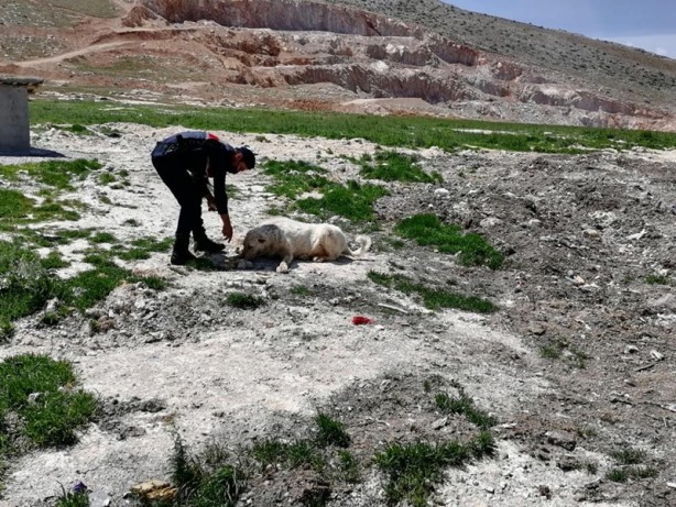 Foto - Jandarma ekipleri tam kapanmada sokak hayvanlarını besledi