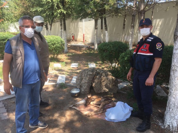 Foto - Jandarma ekiplerince yaralı halde bulunan geyik yavrusu koruma altına alındı