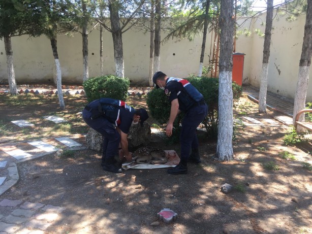 Foto - Jandarma ekiplerince yaralı halde bulunan geyik yavrusu koruma altına alındı