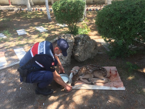 Foto - Jandarma ekiplerince yaralı halde bulunan geyik yavrusu koruma altına alındı