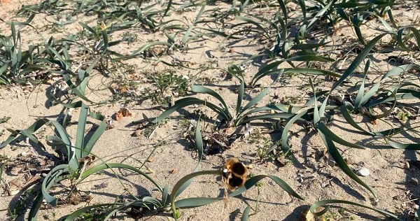 Foto - Jandarma göz açtırmıyor! Jandarma bakın ne için devriyeye çıkıyor