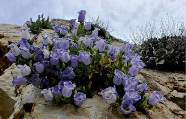 Foto - Jandarma göz açtırmıyor! Jandarma bakın ne için devriyeye çıkıyor