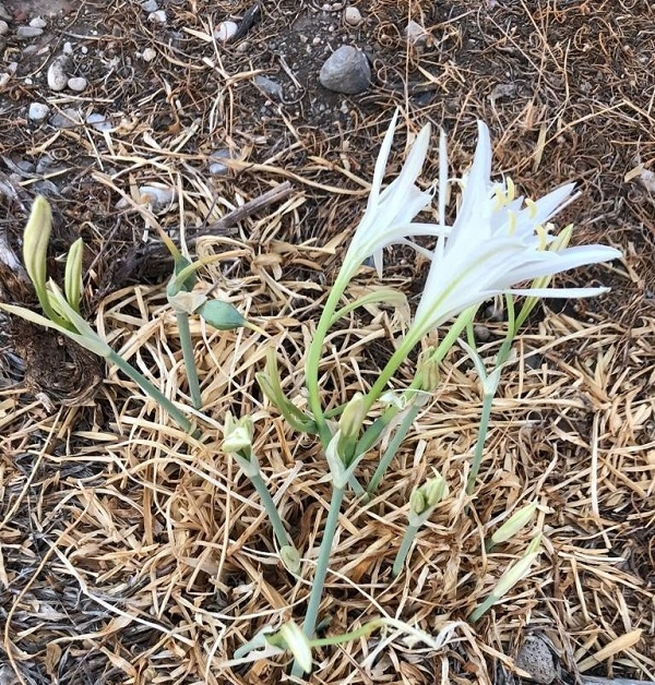 Foto - Jandarma göz açtırmıyor! Jandarma bakın ne için devriyeye çıkıyor