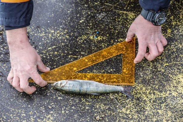 Foto - Jandarma, kuşlar için göl üzerinde bekçilik yapıyor