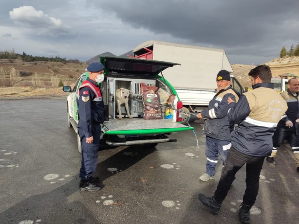 Foto - Jandarma, yasaklı ırk köpeği barınağa götürdü