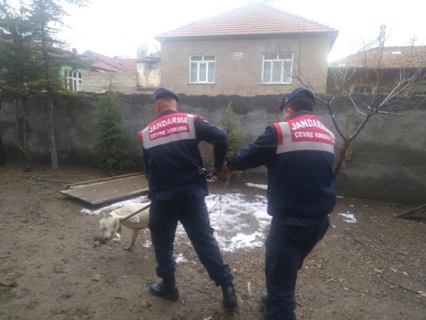 Foto - Jandarma, yasaklı ırk köpeği barınağa götürdü