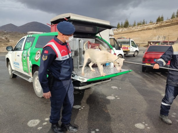 Jandarma, yasaklı ırk köpeği barınağa götürdü
