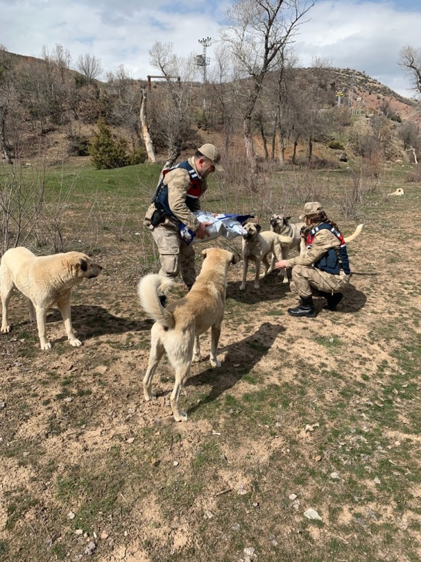 Foto - Jandarmadan yemleme çalışması