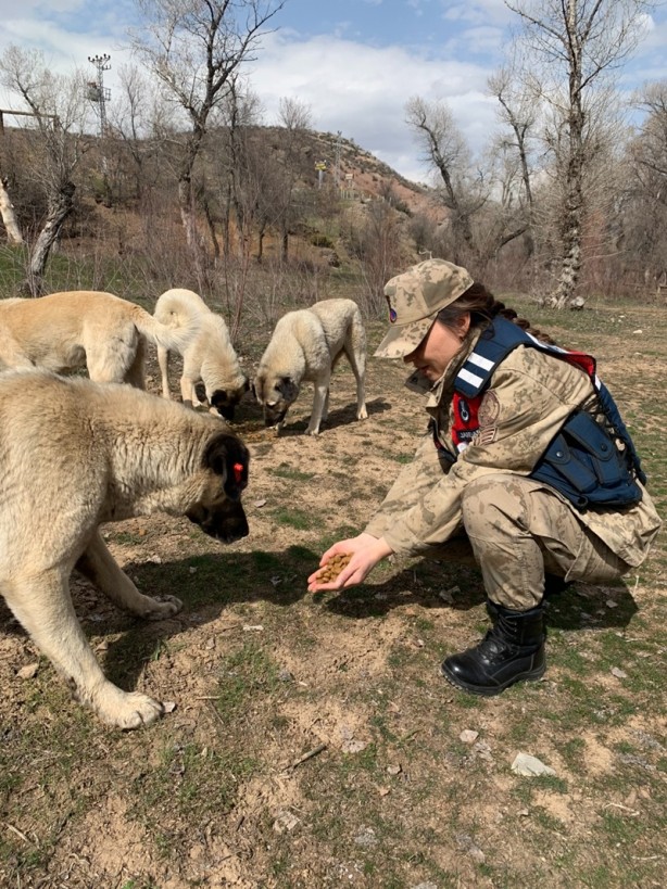 Foto - Jandarmadan yemleme çalışması