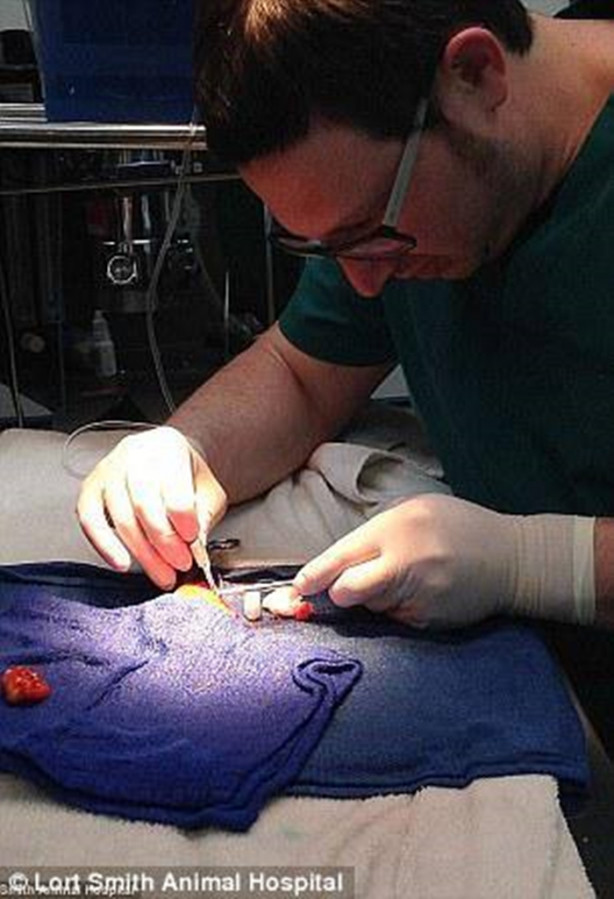 Foto - Japon balığını ameliyata aldılar!