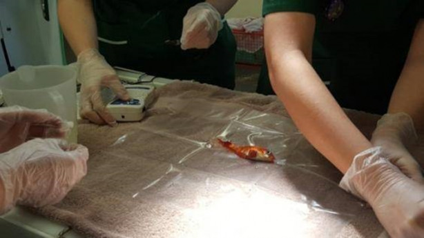 Foto - Japon balığını ameliyata aldılar!