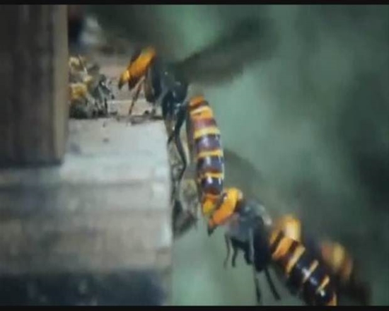 Foto - Japon eşek arılarından korkunç katliam!