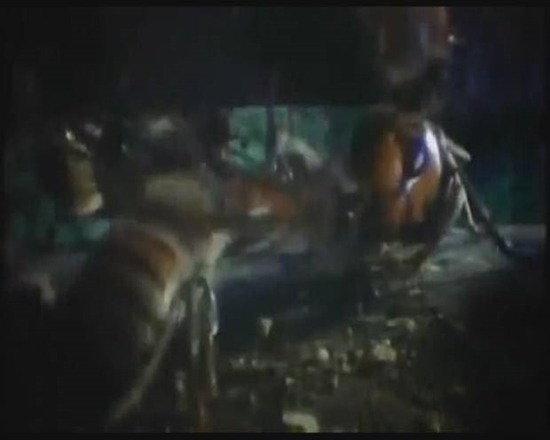 Foto - Japon eşek arılarından korkunç katliam!