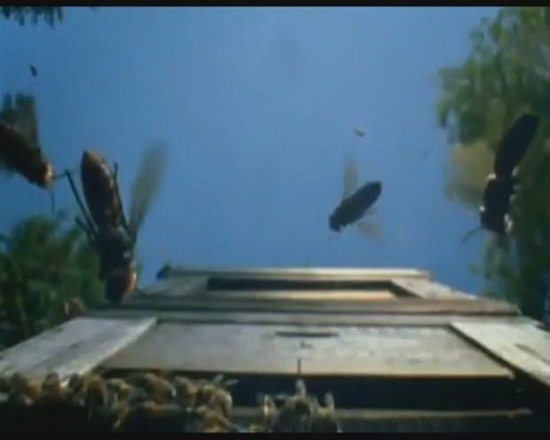  Japon eşek arılarından korkunç katliam!