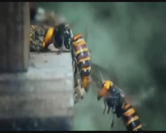 Foto - Japon eşek arılarından korkunç katliam!