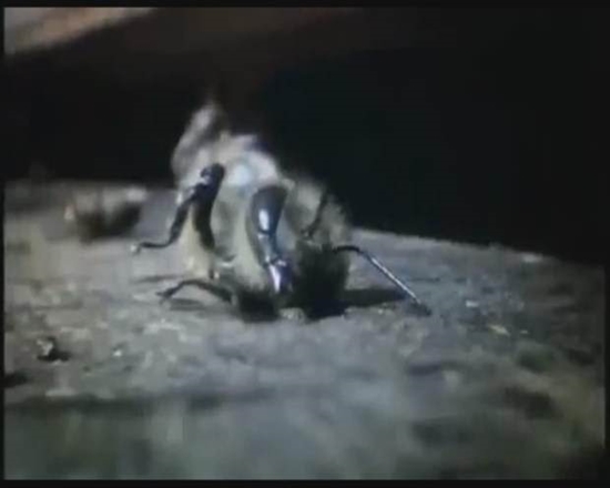 Foto - Japon eşek arılarından korkunç katliam!